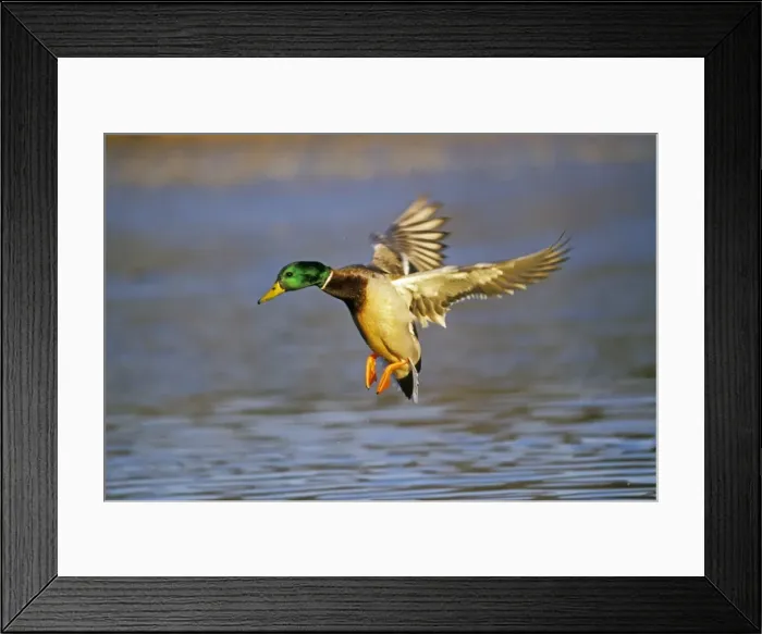 Framed Print : Mallard duck - drake landing on pond. Fall. Washington. British Columbia, Western U. S. A bd625 Framed Print : Mallard duck - drake landing on pond. Fall. Washington. British Columbia, Western U. S. A bd625