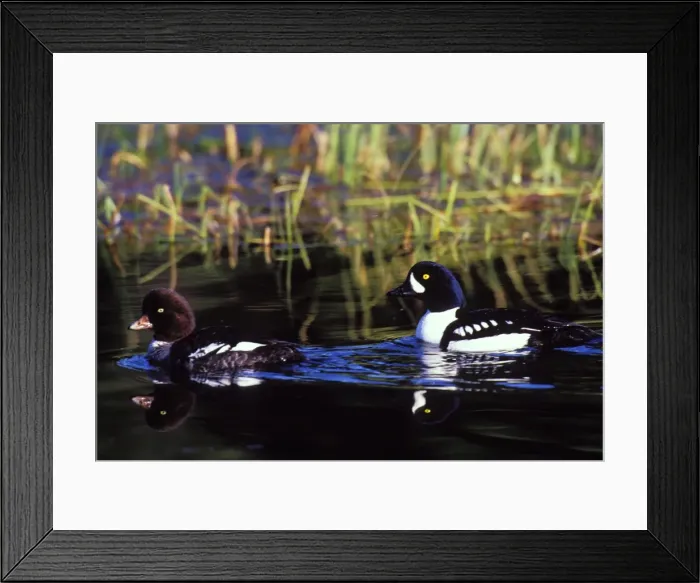 Framed Print : Barrow's Goldeneye duck pair BD632 Framed Print : Barrow's Goldeneye duck pair BD632