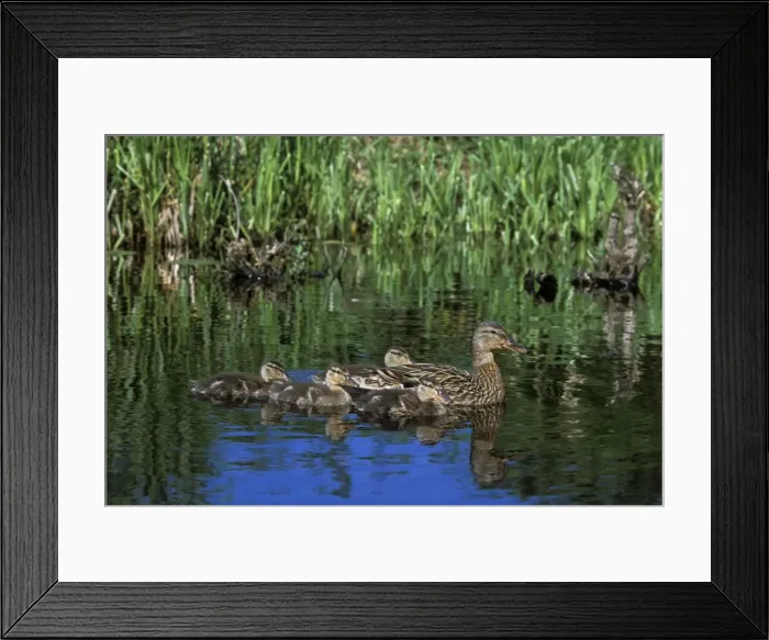 Framed Print : Mallard Duck - family hen with young ducklings Pacific NW. June. bd638 Framed Print : Mallard Duck - family hen with young ducklings Pacific NW. June. bd638