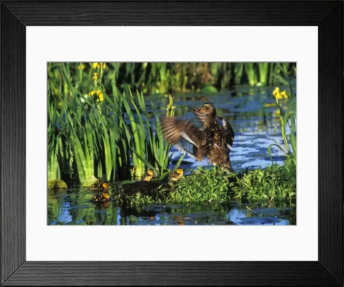 Framed Print : Mallard duck - family, hen with young ducklings. Hen is drying her wings. Yellow iris in pond. Pacific NW. June. bd640 Framed Print : Mallard duck - family, hen with young ducklings. Hen is drying her wings. Yellow iris in pond. Pacific NW. June. bd640