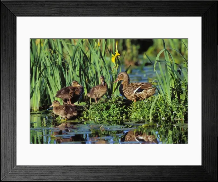 Framed Print : Mallard duck - family, hen with ducklings on old log among yellow iris. Pacific NW. June. BD648 Framed Print : Mallard duck - family, hen with ducklings on old log among yellow iris. Pacific NW. June. BD648