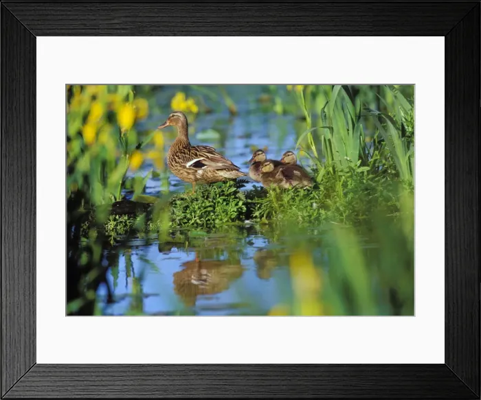 Framed Print : Mallard duck - family, hen with ducklings, resting on old log among yellow iris in pond. USA, June. BD675 Framed Print : Mallard duck - family, hen with ducklings, resting on old log among yellow iris in pond. USA, June. BD675