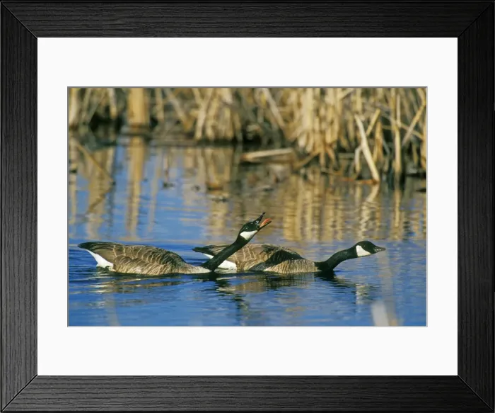 Framed Print : Canadian Geese - pair protecting their nesting territory with threat display towards another pair of geese that are outside the picture area. Des Lacs National Wildlife Refuge, North Dakota, May. bz314