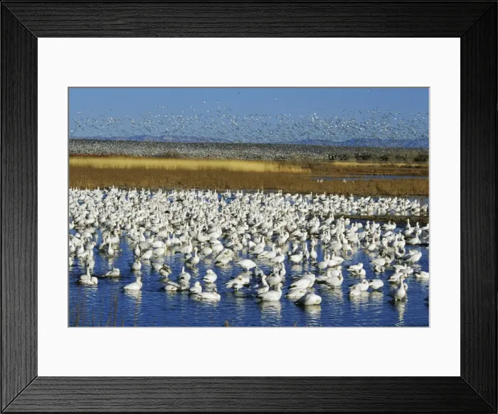 Framed Print : Snow geese - wintering at Bosque del Apache. February. bz136 Framed Print : Snow geese - wintering at Bosque del Apache. February. bz136