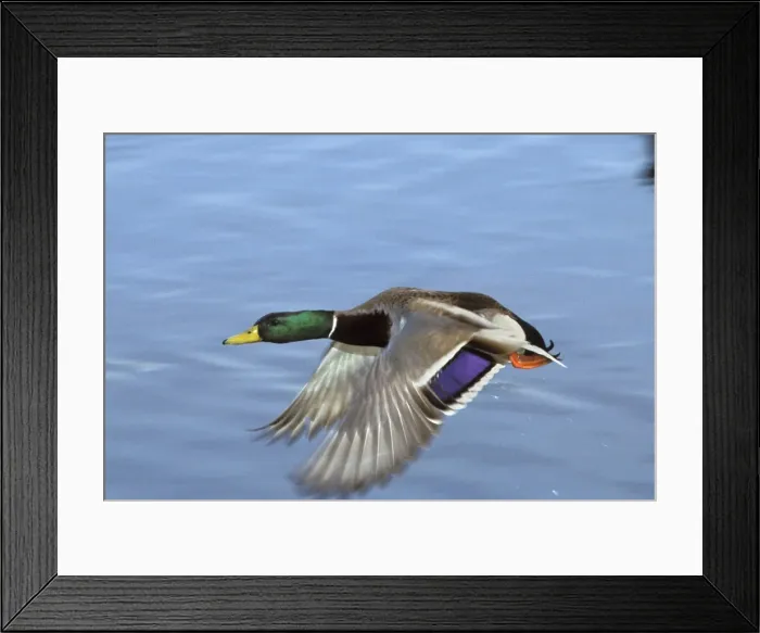 Framed Print : Mallard Duck - drake in flight Washington, British Columbia bd741 Framed Print : Mallard Duck - drake in flight Washington, British Columbia bd741