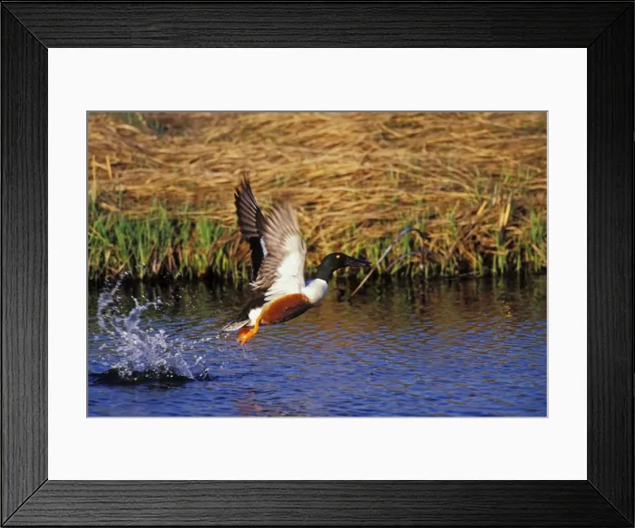Framed Print : Northern Shoveler - in flight North Dakota, Des Lacs National Wildlife Refuge, USA bd738 Framed Print : Northern Shoveler - in flight North Dakota, Des Lacs National Wildlife Refuge, USA bd738