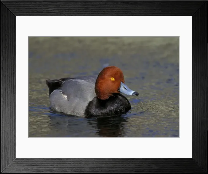 Framed Print : Redhead duck - Male California, USA bd731 Framed Print : Redhead duck - Male California, USA bd731