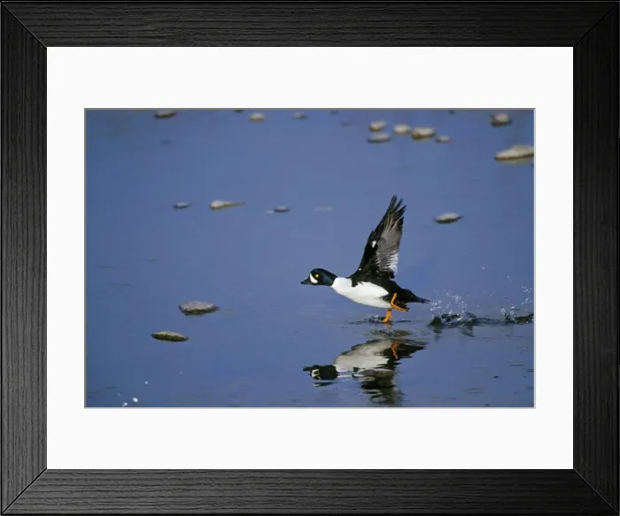 Framed Print : Barrow's Goldeneye - male taking off. Spring. Grand Teton National Park, Wyoming, Northern Rockies. USA bd718 Framed Print : Barrow's Goldeneye - male taking off. Spring. Grand Teton National Park, Wyoming, Northern Rockies. USA bd718