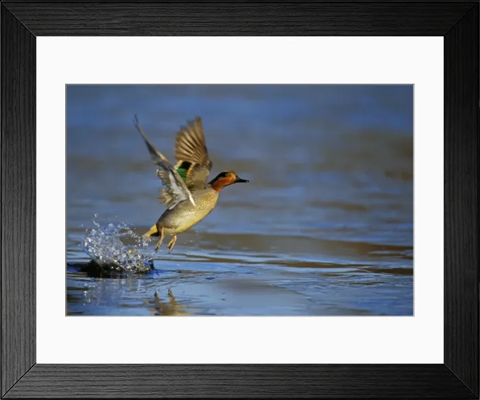 Framed Print : Green-winged Teal - drake lifting off pond. British Columbia, Pacific Northwest. Winter. bd715 Framed Print : Green-winged Teal - drake lifting off pond. British Columbia, Pacific Northwest. Winter. bd715