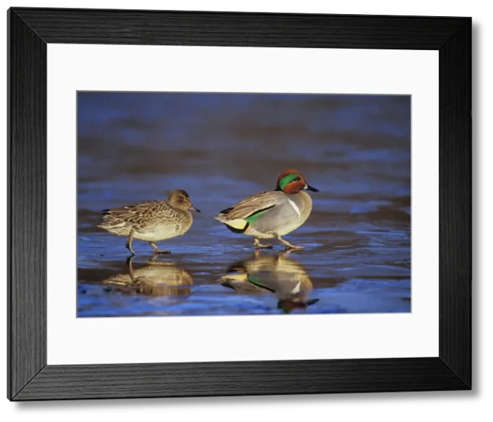 Framed Print : Green-winged Teal - pair British Columbia, Pacific Northwest, winter. bd714 Framed Print : Green-winged Teal - pair British Columbia, Pacific Northwest, winter. bd714