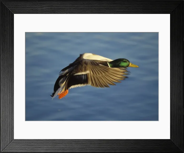 Framed Print : Mallard Duck - drake in flight North America bd711 Framed Print : Mallard Duck - drake in flight North America bd711