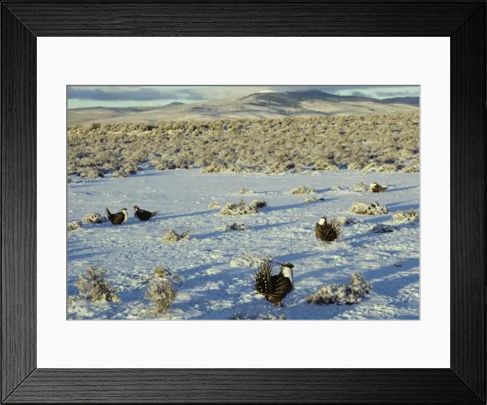 Framed Print : Male Sage Grouse strutting on lek after fresh snow. Eastern Oregon's high desert. March. BG303 Framed Print : Male Sage Grouse strutting on lek after fresh snow. Eastern Oregon's high desert. March. BG303