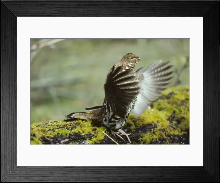 Framed Print : Ruffed Grouse drumming (spring mating-territorial display), Olympic National Park, Western U. S. A, spring. BG110 Framed Print : Ruffed Grouse drumming (spring mating-territorial display), Olympic National Park, Western U. S. A, spring. BG110
