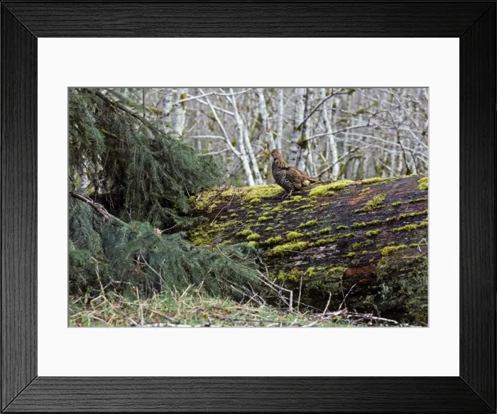 Framed Print : Ruffed Grouse on drumming log Olympic National Park, Western U. S. A, spring