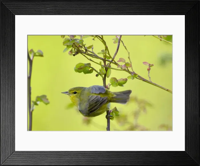 Framed Print : Female Yellow Warbler Olympic National Park, Washington, Pacific Northwest, USA. Spring. TPL3226 Framed Print : Female Yellow Warbler Olympic National Park, Washington, Pacific Northwest, USA. Spring. TPL3226