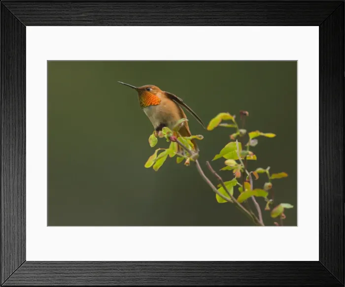 Framed Print : Rufous Hummingbird - Male displaying gorget while perched on red huckleberry bush, Spring Pacific Northwest, USA _TPL2998 Framed Print : Rufous Hummingbird - Male displaying gorget while perched on red huckleberry bush, Spring Pacific Northwest, USA _TPL2998