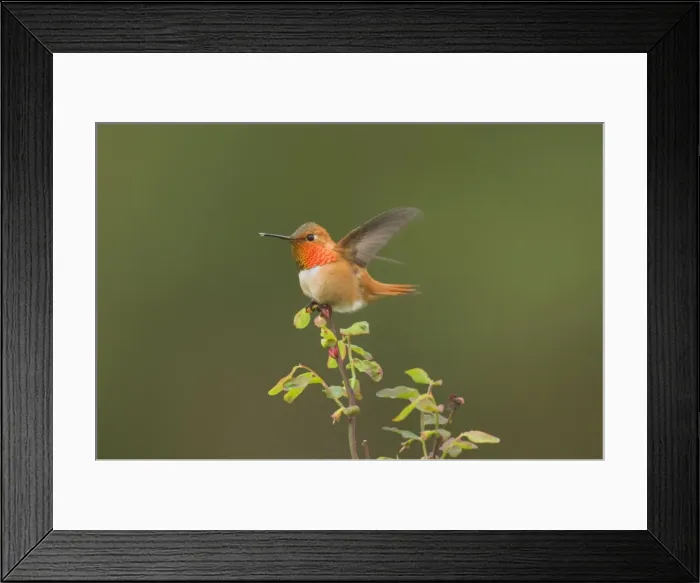Framed Print : Rufous Hummingbird - Male displaying gorget while perched on red huckleberry bush, Spring Pacific Northwest, USA _TPL3142 Framed Print : Rufous Hummingbird - Male displaying gorget while perched on red huckleberry bush, Spring Pacific Northwest, USA _TPL3142