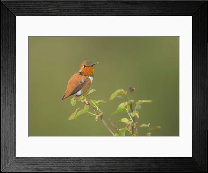 Framed Print : Rufous Hummingbird - Male displaying gorget while perched on red huckleberry bush, Spring Pacific Northwest, USA _TPL3152 Framed Print : Rufous Hummingbird - Male displaying gorget while perched on red huckleberry bush, Spring Pacific Northwest, USA _TPL3152