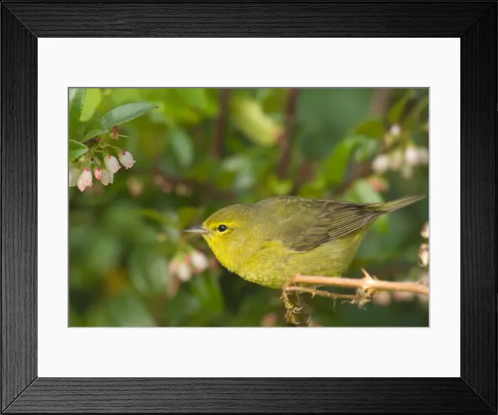 Framed Print : Yellow Warbler - Female perched on branch, Spring Pacific Northwest, USA _TPL3196 Framed Print : Yellow Warbler - Female perched on branch, Spring Pacific Northwest, USA _TPL3196