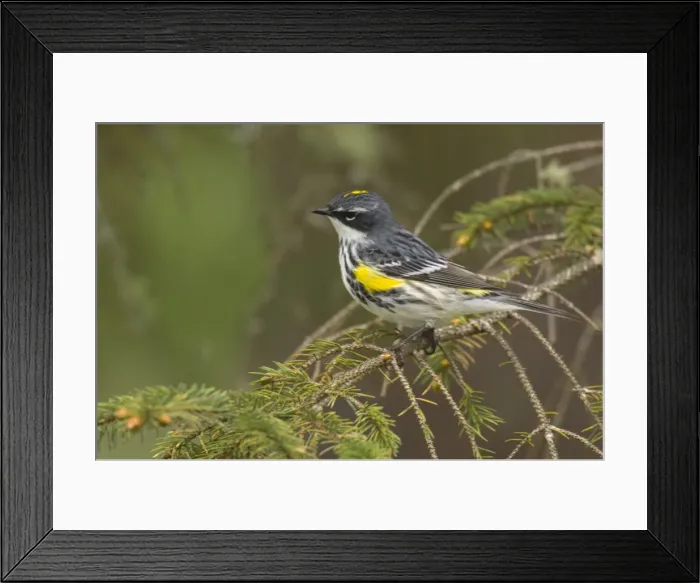 Framed Print : Yellow-rumped Warbler - Male perched on branch, Spring Pacific Northwest, USA _TPL3591 Framed Print : Yellow-rumped Warbler - Male perched on branch, Spring Pacific Northwest, USA _TPL3591