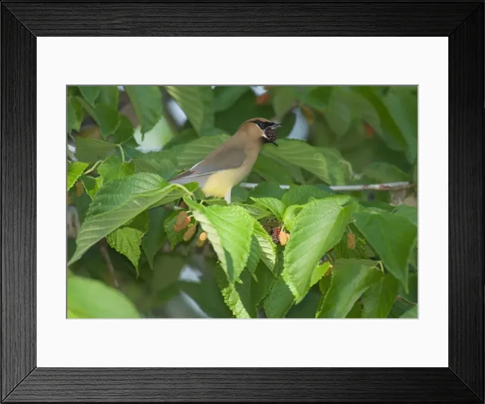 Framed Print : Cedar Waxwing - Feeding in mulberry tree, May Southern USA _TPL3886 Framed Print : Cedar Waxwing - Feeding in mulberry tree, May Southern USA _TPL3886