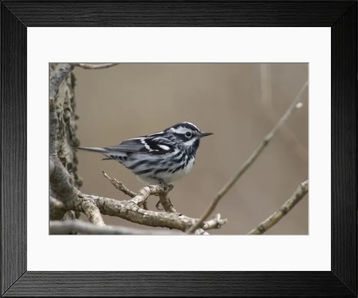 Framed Print : Black-and-white Warbler - Male perched on branch, Spring. Point Pelee, Ontario, Canada _TPL5988 Framed Print : Black-and-white Warbler - Male perched on branch, Spring. Point Pelee, Ontario, Canada _TPL5988
