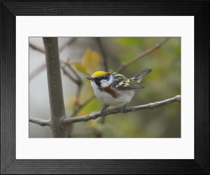 Framed Print : Chestnut-sided Warbler - Male perched on branch, Spring. Point Pelee, Ontario, Canada _TPL5998 Framed Print : Chestnut-sided Warbler - Male perched on branch, Spring. Point Pelee, Ontario, Canada _TPL5998