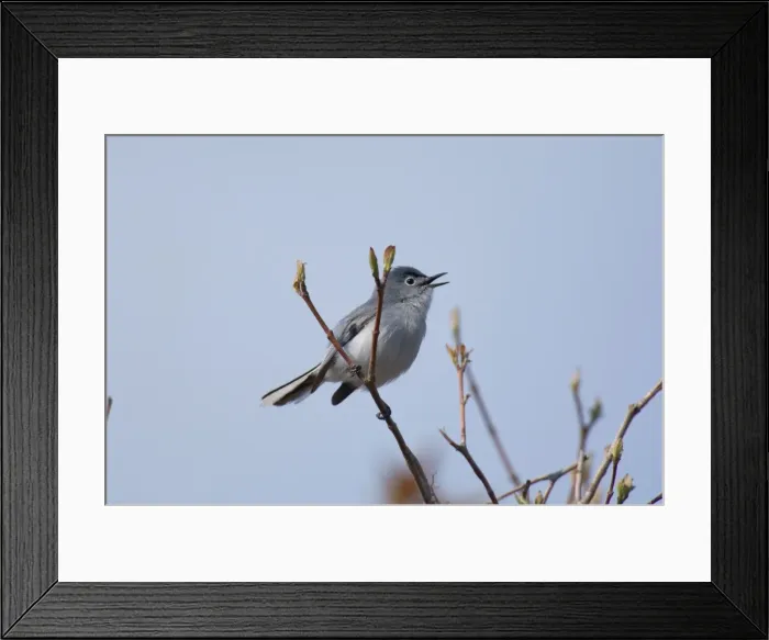 Framed Print : Blue-gray Gnatcatcher - Male perched on branch, May. Great Lakes region, Point Pelee, Ontario, Canada _TPL6088 Framed Print : Blue-gray Gnatcatcher - Male perched on branch, May. Great Lakes region, Point Pelee, Ontario, Canada _TPL6088