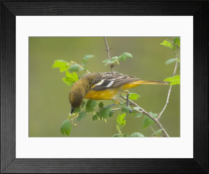Framed Print : Orchard Oriole - Female feeding among what looks like a wild gooseberry type plant, Spring Great Lakes area, Point Pelee, Ontario, Canada _TPL6221 Framed Print : Orchard Oriole - Female feeding among what looks like a wild gooseberry type plant, Spring Great Lakes area, Point Pelee, Ontario, Canada _TPL6221