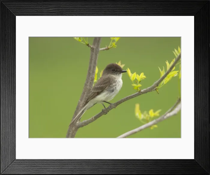 Framed Print : Eastern Phoebe - Perched on branch, May Great Lakes area, Point Pelee, Ontario, Canada _TPL6307 Framed Print : Eastern Phoebe - Perched on branch, May Great Lakes area, Point Pelee, Ontario, Canada _TPL6307