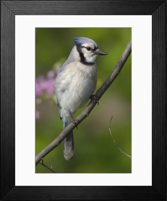 Framed Print : Blue Jay - Perched on branch, Spring Great Lakes region, Point Pelee, Ontario, Canada _TPL6451 Framed Print : Blue Jay - Perched on branch, Spring Great Lakes region, Point Pelee, Ontario, Canada _TPL6451