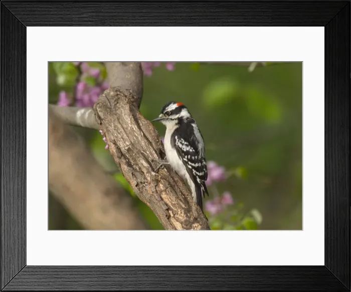Framed Print : Downy Woodpecker - Male on tree, Spring Great Lakes region, Point Pelee, Ontario, Canada _TPL6476 Framed Print : Downy Woodpecker - Male on tree, Spring Great Lakes region, Point Pelee, Ontario, Canada _TPL6476