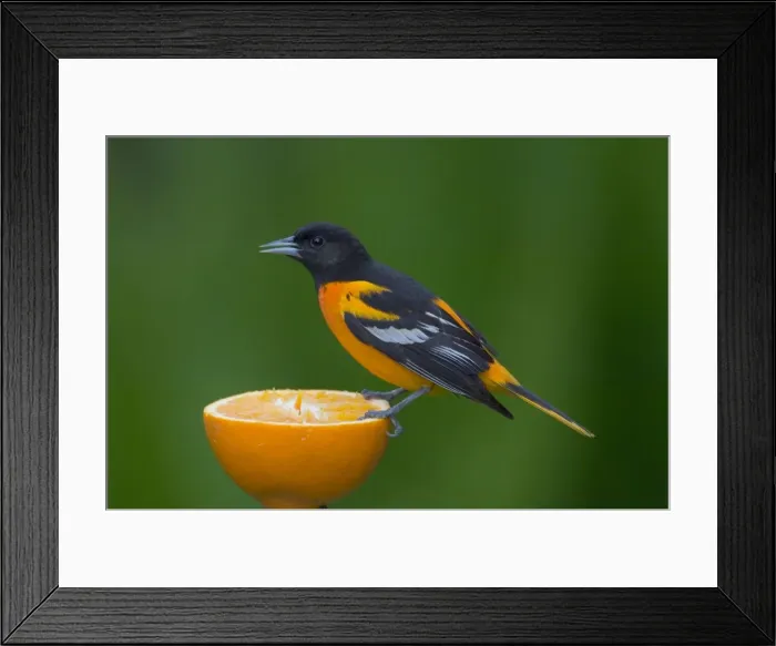 Framed Print : Northern Oriole - Male feeding on half an orange at a feeder, May Great Lakes Region, Point Pelee, Ontario, Canada _TPL6554 Framed Print : Northern Oriole - Male feeding on half an orange at a feeder, May Great Lakes Region, Point Pelee, Ontario, Canada _TPL6554