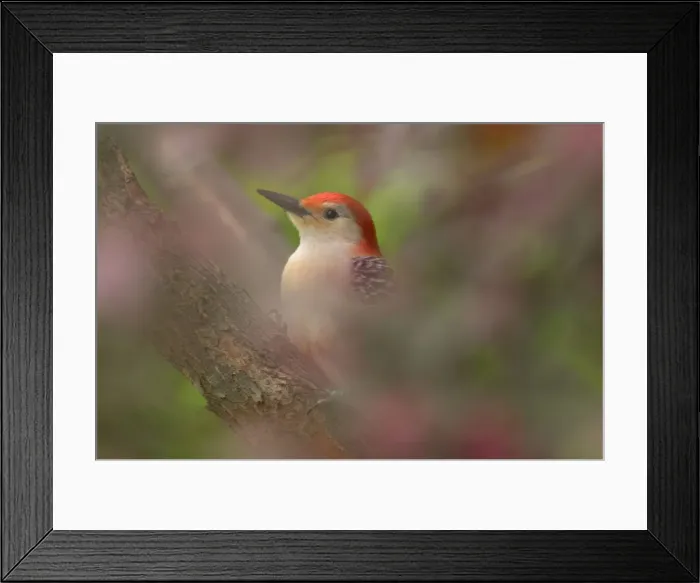 Framed Print : Red-bellied Woodpecker - In redbud tree, Spring Eastern USA _TPL6593 Framed Print : Red-bellied Woodpecker - In redbud tree, Spring Eastern USA _TPL6593