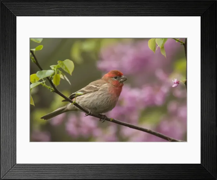 Framed Print : House Finch - Male in redbud tree, Spring. Great Lakes Region, Point Pelee, Ontario, Canada _TPL6639 Framed Print : House Finch - Male in redbud tree, Spring. Great Lakes Region, Point Pelee, Ontario, Canada _TPL6639