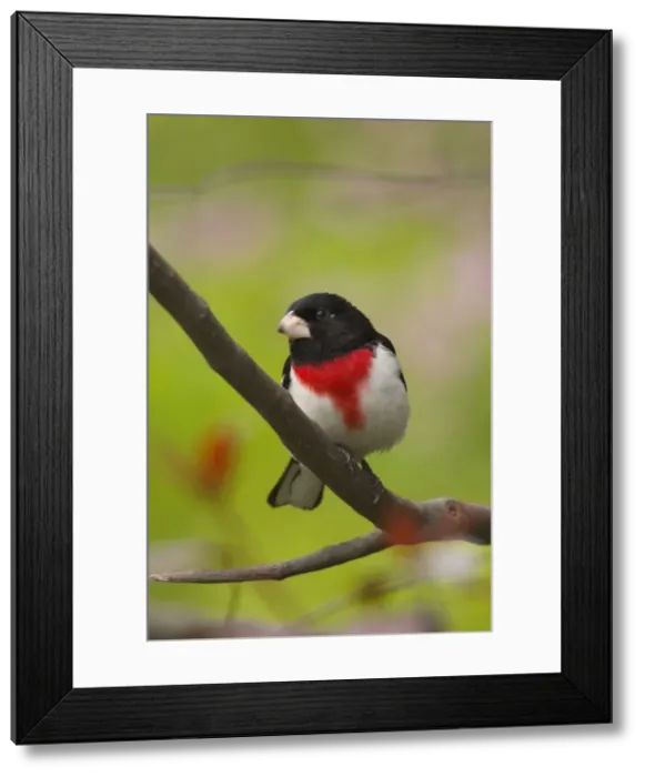 Framed Print : Rose-breasted Grosbeak - Male perched on brnach, Spring. Ontario, Canada _TPL6674 Framed Print : Rose-breasted Grosbeak - Male perched on brnach, Spring. Ontario, Canada _TPL6674