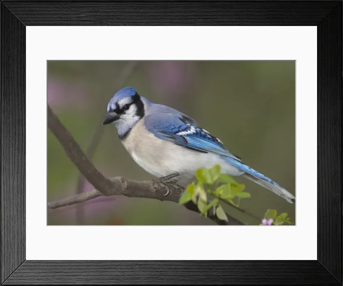 Framed Print : Blue Jay Great Lakes Region, Point Pelee, Ontario, Canada _TPL7009 Framed Print : Blue Jay Great Lakes Region, Point Pelee, Ontario, Canada _TPL7009