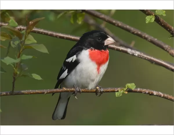 Rose-breasted Grosbeak - Male perched on branch, Spring. Ontario, Canada _TPL7441