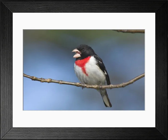 Framed Print : Rose-breasted Grosbeak - Male perched on branch, Spring. Ontario, Canada _TPL7511 Framed Print : Rose-breasted Grosbeak - Male perched on branch, Spring. Ontario, Canada _TPL7511