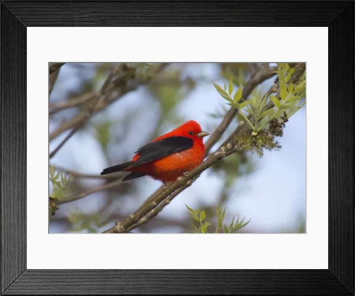 Framed Print : Scarlet Tanager - Male perched on branch Point Pelee, Ontario, Canada _TPL8188 Framed Print : Scarlet Tanager - Male perched on branch Point Pelee, Ontario, Canada _TPL8188