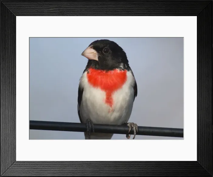 Framed Print : Rose-breasted Grosbeak - Male perched on branch, Spring. Ontario, Canada _TPL7520 Framed Print : Rose-breasted Grosbeak - Male perched on branch, Spring. Ontario, Canada _TPL7520