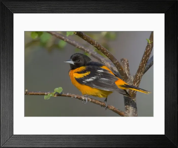 Framed Print : Northern Oriole - Male, May Great Lakes Region, Point Pelee, Ontario, Canada _TPL7598 Framed Print : Northern Oriole - Male, May Great Lakes Region, Point Pelee, Ontario, Canada _TPL7598