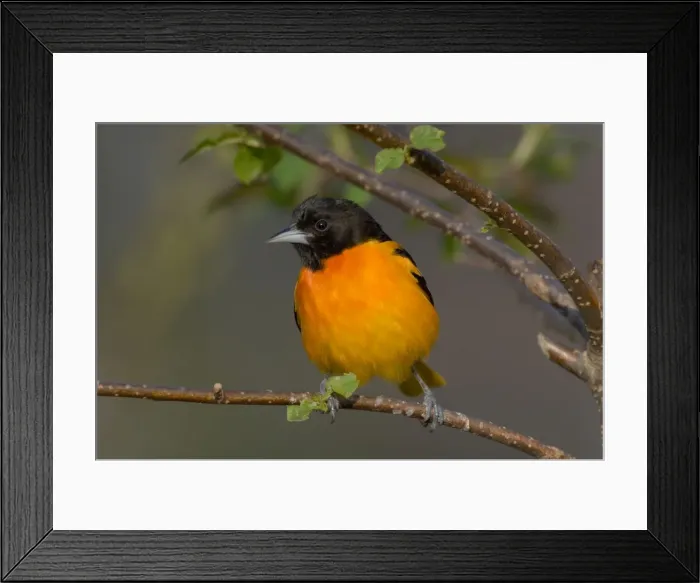 Framed Print : Northern Oriole - Male, May Great Lakes Region, Point Pelee, Ontario, Canada _TPL7613 Framed Print : Northern Oriole - Male, May Great Lakes Region, Point Pelee, Ontario, Canada _TPL7613