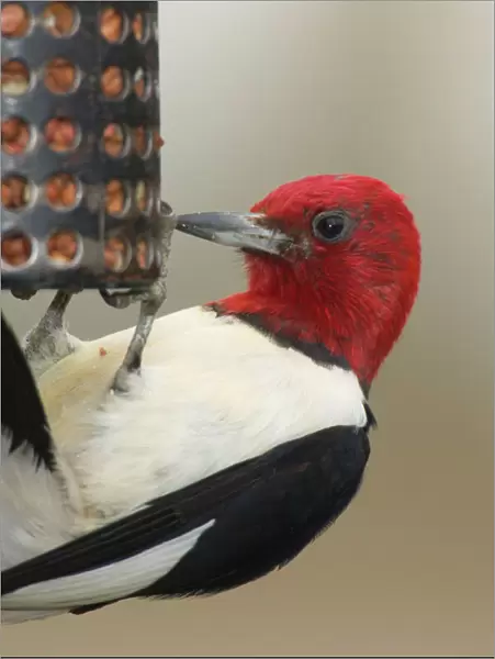 Red-headed Woodpecker - Eating seeds at a bird feeder. Great Lakes Region, Ontario, Canada _TPL7168