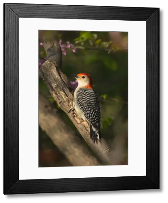 Framed Print : Red-bellied Woodpecker, Spring Great Lakes Region, Michigan, Eastern USA _TPL7242 Framed Print : Red-bellied Woodpecker, Spring Great Lakes Region, Michigan, Eastern USA _TPL7242