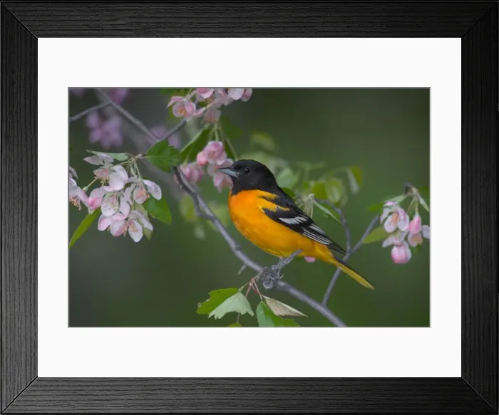 Framed Print : Northern Oriole - Male, in Apple tree Ontario, Canada _TPL7774 Framed Print : Northern Oriole - Male, in Apple tree Ontario, Canada _TPL7774
