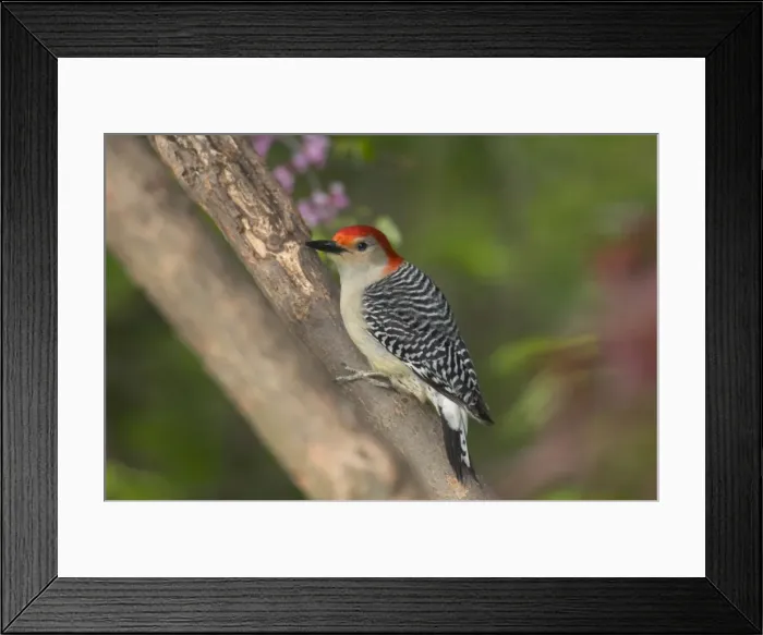 Framed Print : Red-bellied Woodpecker - In redbud tree, Spring Eastern USA Great Lakes Region, Michigan, Eastern USA _TPL7792 Framed Print : Red-bellied Woodpecker - In redbud tree, Spring Eastern USA Great Lakes Region, Michigan, Eastern USA _TPL7792