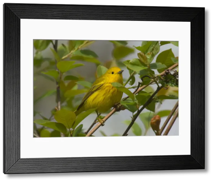 Framed Print : Yellow Warbler - Male, Spring. A common warbler found throughout North America. Great Lakes Region, Point Pelee, Ontario, Canada _TPL8034 Framed Print : Yellow Warbler - Male, Spring. A common warbler found throughout North America. Great Lakes Region, Point Pelee, Ontario, Canada _TPL8034