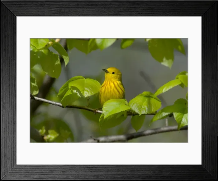 Framed Print : Yellow Warbler - Male, Spring. A common warbler found throughout North America. Great Lakes Region, Point Pelee, Ontario, Canada _TPL8106 Framed Print : Yellow Warbler - Male, Spring. A common warbler found throughout North America. Great Lakes Region, Point Pelee, Ontario, Canada _TPL8106