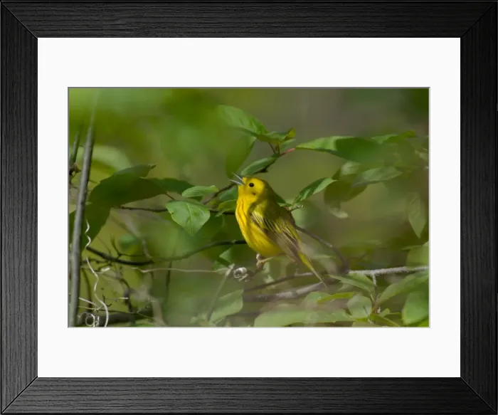 Framed Print : Yellow Warbler - Male, Spring. A common warbler found throughout North America. Point Pelee, Ontario, Canada _TPL8069 Framed Print : Yellow Warbler - Male, Spring. A common warbler found throughout North America. Point Pelee, Ontario, Canada _TPL8069
